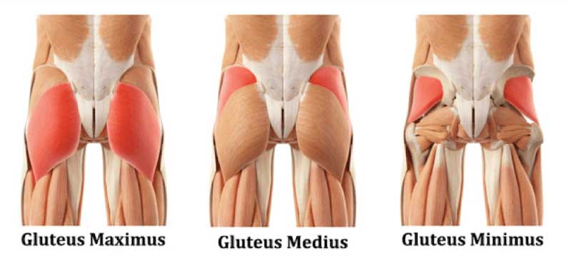 These three major muscles make up your butt