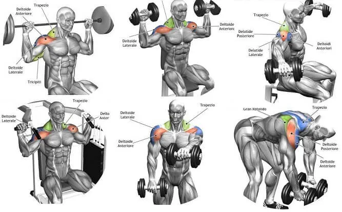 Deltoid Exercises