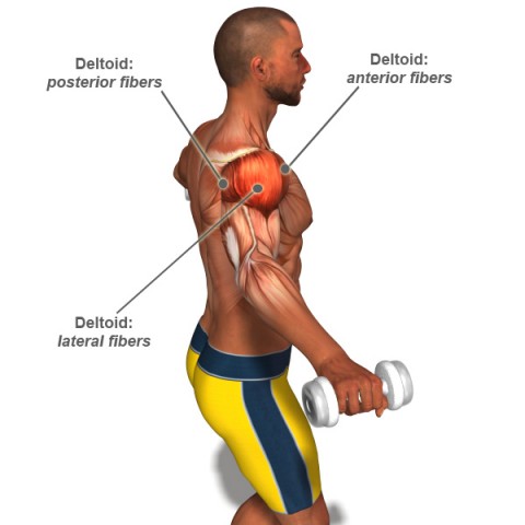 The Deltoid Muscle