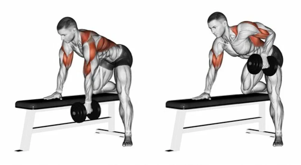 What is Rear Deltoid Row