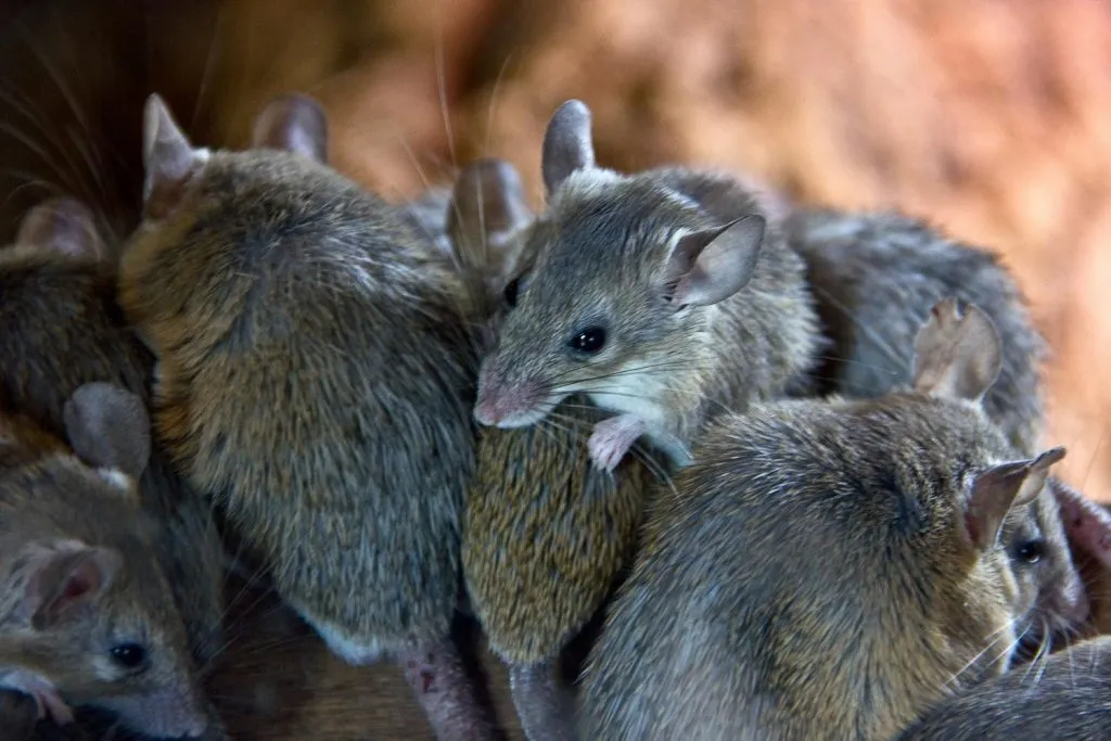 The Effect Of Exercise On Mice's Lifespan